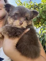 Female Pomapoo, a female Pomapoo for sale in Citrus Heights, CA – 1 of 7