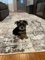 Male Yorkie, a male Yorkshire Terrier for sale in Citrus Heights, CA – 2 of 3