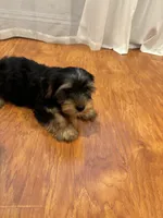 Male puppy, a male Yorkshire Terrier for sale in Citrus Heights, CA – 2 of 3