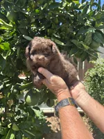 Female pomapoo, a female Pomapoo for sale in Citrus Heights, CA – 2 of 3