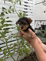 Yorkie girl, a female Yorkshire Terrier for sale in Citrus Heights, CA – 3 of 3