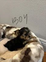 Male Yorkie, a male Yorkshire Terrier for sale in Citrus Heights, CA – 3 of 3