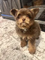 Female Pomapoo, a female Pomapoo for sale in Citrus Heights, CA – 6 of 7