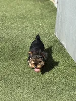 Girl yorkie, a female Yorkshire Terrier for sale in Citrus Heights, CA – Photo 4 of 4