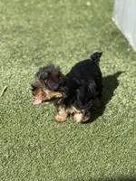 Girl yorkie, a female Yorkshire Terrier for sale in Citrus Heights, CA – Photo 3 of 4