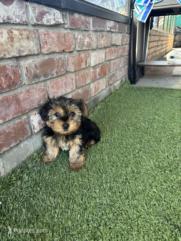Girl yorkie, a female Yorkshire Terrier for sale in Citrus Heights, CA – Photo 1 of 4