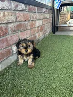 Girl yorkie, a female Yorkshire Terrier for sale in Citrus Heights, CA – Photo 1 of 4
