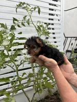 Yorkie girl, a female Yorkshire Terrier for sale in Citrus Heights, CA – 2 of 3