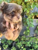 Female Pomapoo, a female Pomapoo for sale in Citrus Heights, CA – 5 of 7