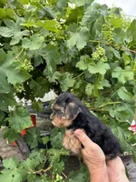 Male Yorkie , a male Yorkshire Terrier for sale in Citrus Heights, CA – 2 of 3