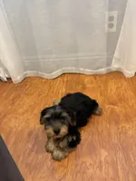 Male puppy, a male Yorkshire Terrier for sale in Citrus Heights, CA – 3 of 3