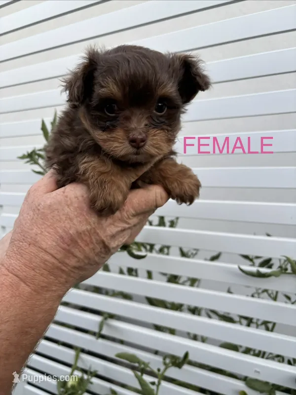 Female Pomapoo – Pomapoo puppy for sale in Citrus Heights, CA
