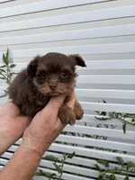 Female Pomapoo, a female Pomapoo for sale in Citrus Heights, CA – 2 of 4