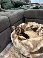 Female yorkie, a female Yorkshire Terrier for sale in Citrus Heights, CA – 4 of 4