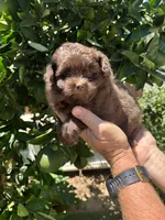 Female pomapoo, a female Pomapoo for sale in Citrus Heights, CA – 3 of 3