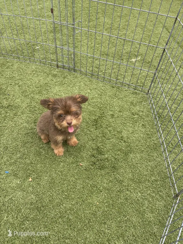Female Pomapoo – Pomapoo puppy for sale in Citrus Heights, CA