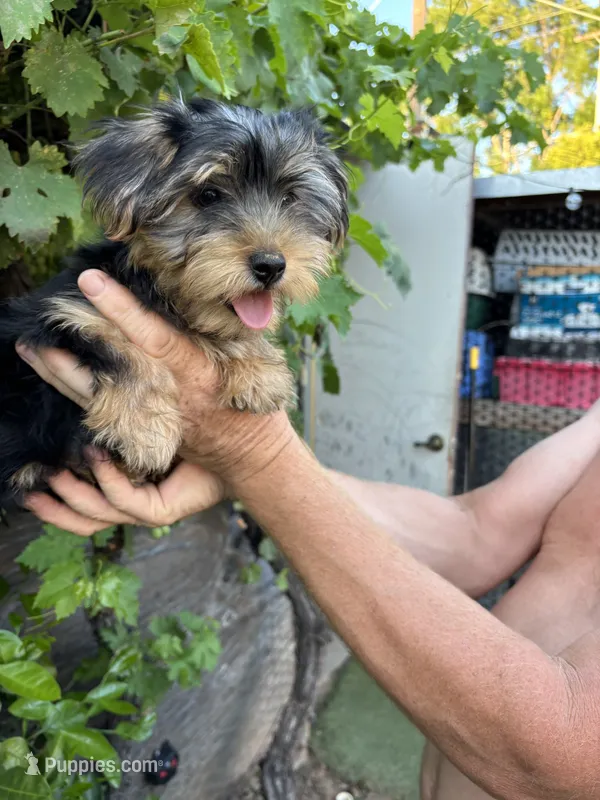 Male puppy – Yorkshire Terrier puppy for sale in Citrus Heights, CA