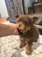 Female Pomapoo, a female Pomapoo for sale in Citrus Heights, CA – 2 of 7