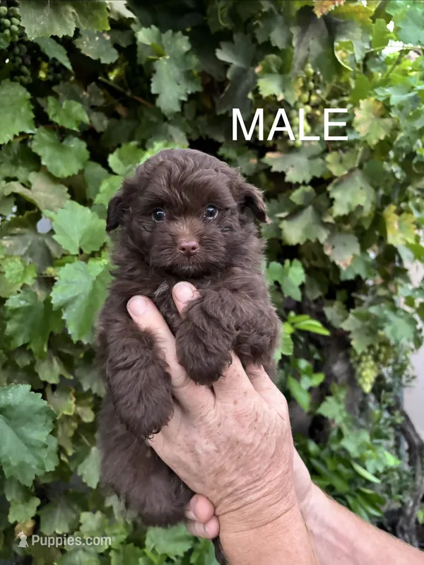 Male Pomapoo – Pomapoo puppy for sale in Citrus Heights, CA