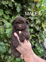 Male Pomapoo, a male Pomapoo for sale in Citrus Heights, CA – 1 of 3