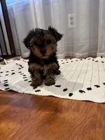 Girl, a female Yorkshire Terrier for sale in Citrus Heights, CA – Photo 2 of 6