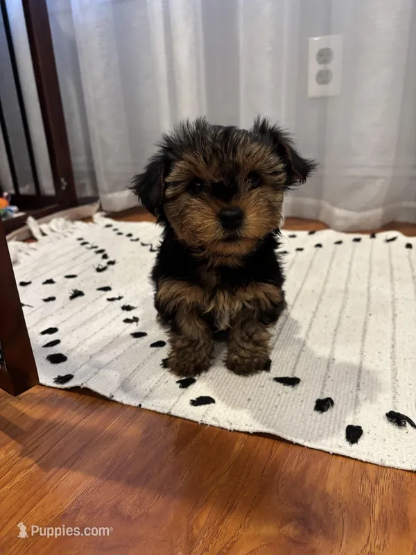 Girl, a female Yorkshire Terrier for sale in Citrus Heights, CA – Photo 1 of 6