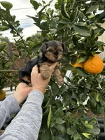 Girl, a female Yorkshire Terrier for sale in Citrus Heights, CA – Photo 5 of 6