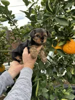 Girl, a female Yorkshire Terrier for sale in Citrus Heights, CA – Photo 3 of 6