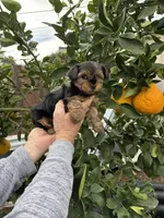 Girl, a female Yorkshire Terrier for sale in Citrus Heights, CA – Photo 4 of 6