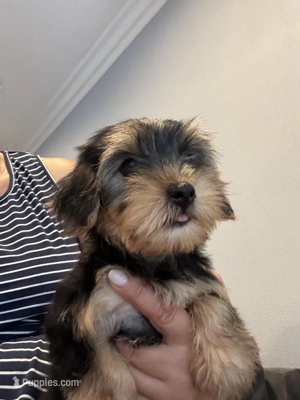 Male puppy – Yorkshire Terrier puppy for sale in Citrus Heights, CA