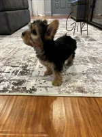 Female yorkie, a female Yorkshire Terrier for sale in Citrus Heights, CA – 3 of 4