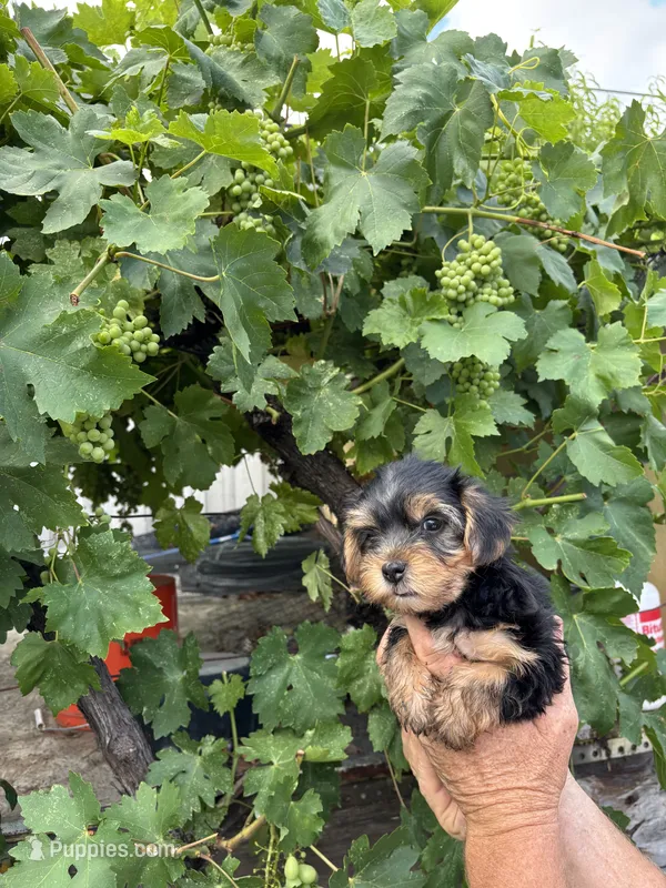 Male Yorkie  – Yorkshire Terrier puppy for sale in Citrus Heights, CA