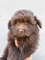 Male pomapoo, a male Pomapoo for sale in Citrus Heights, CA – 3 of 6