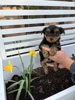 Yorkie boy, a male Yorkshire Terrier for sale in Citrus Heights, CA – Photo 4 of 4