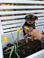 Yorkie boy, a male Yorkshire Terrier for sale in Citrus Heights, CA – Photo 1 of 4