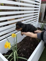 Yorkie boy, a male Yorkshire Terrier for sale in Citrus Heights, CA – Photo 2 of 4