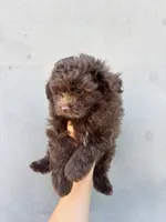 Male pomapoo, a male Pomapoo for sale in Citrus Heights, CA – 5 of 6