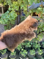 Female Pomapoo, a female Pomapoo for sale in Citrus Heights, CA – 4 of 7