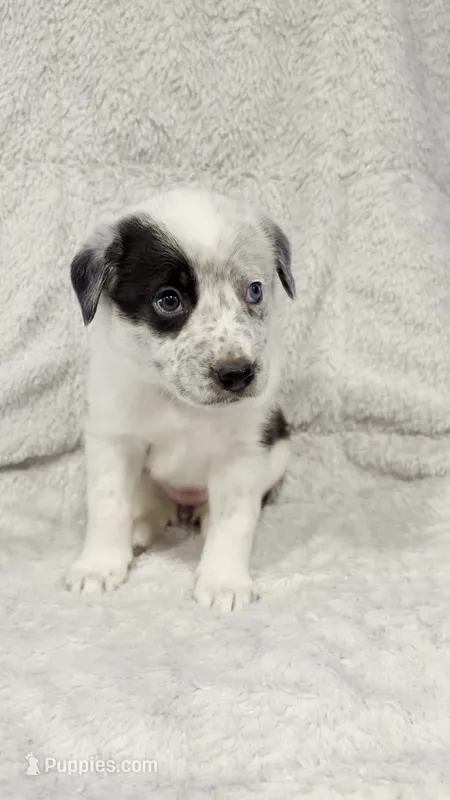 Skye – Border Collie, English Mastiff puppy for sale in Chicago, IL