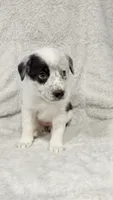 Skye, a female Border Collie and English Mastiff for sale in Chicago, IL – 1 of 1