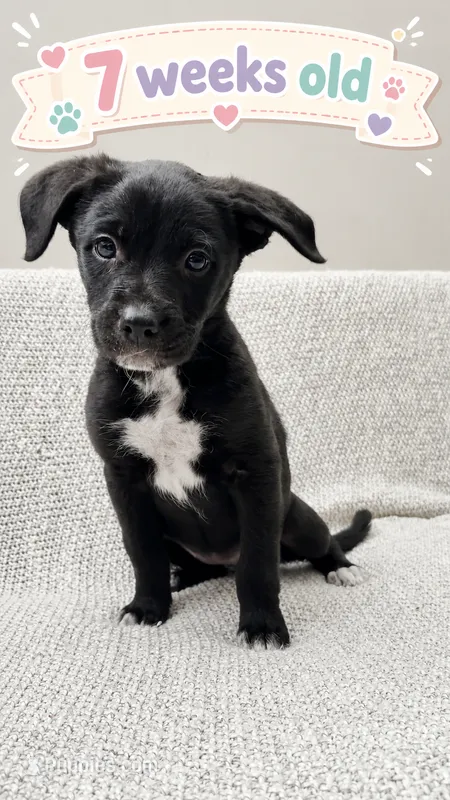 Maisy – Border Collie, English Mastiff puppy for sale in Chicago, IL