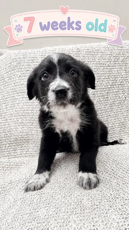Bear – Border Collie, English Mastiff puppy for sale in Chicago, IL