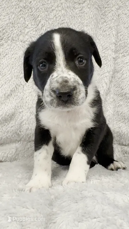 Oso – Border Collie, English Mastiff puppy for sale in Chicago, IL