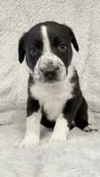 Oso, a male Border Collie and English Mastiff for sale in Chicago, IL – 1 of 2