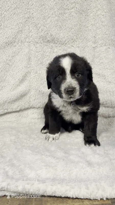 Bear – Border Collie, English Mastiff puppy for sale in Chicago, IL