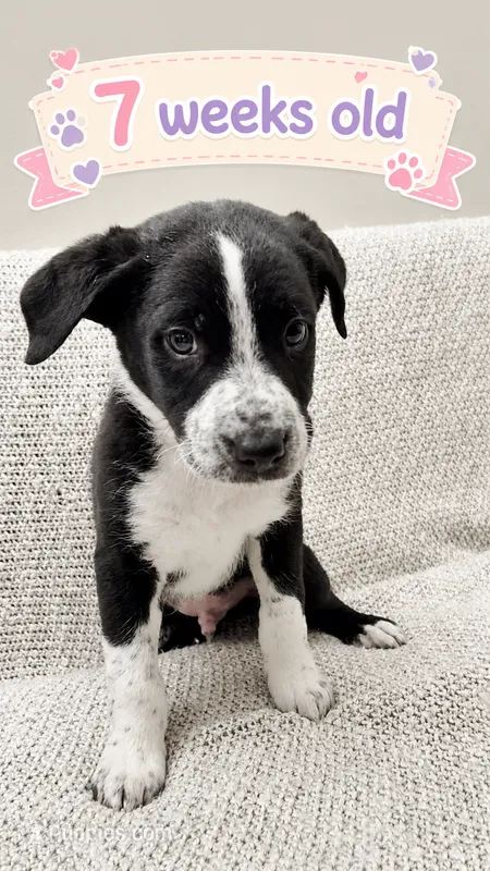 Oso – Border Collie, English Mastiff puppy for sale in Chicago, IL