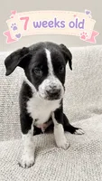Oso, a male Border Collie and English Mastiff for sale in Chicago, IL – 1 of 3