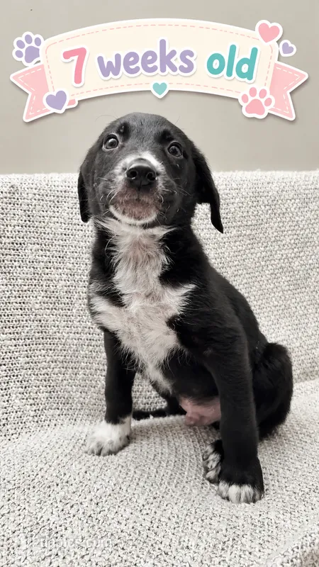 Bandit – Border Collie, English Mastiff puppy for sale in Chicago, IL