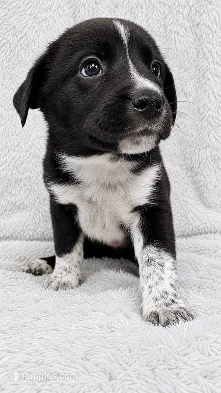 Olive – Border Collie, English Mastiff puppy for sale in Chicago, IL
