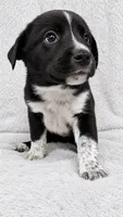Olive, a female Border Collie and English Mastiff for sale in Chicago, IL – 1 of 1